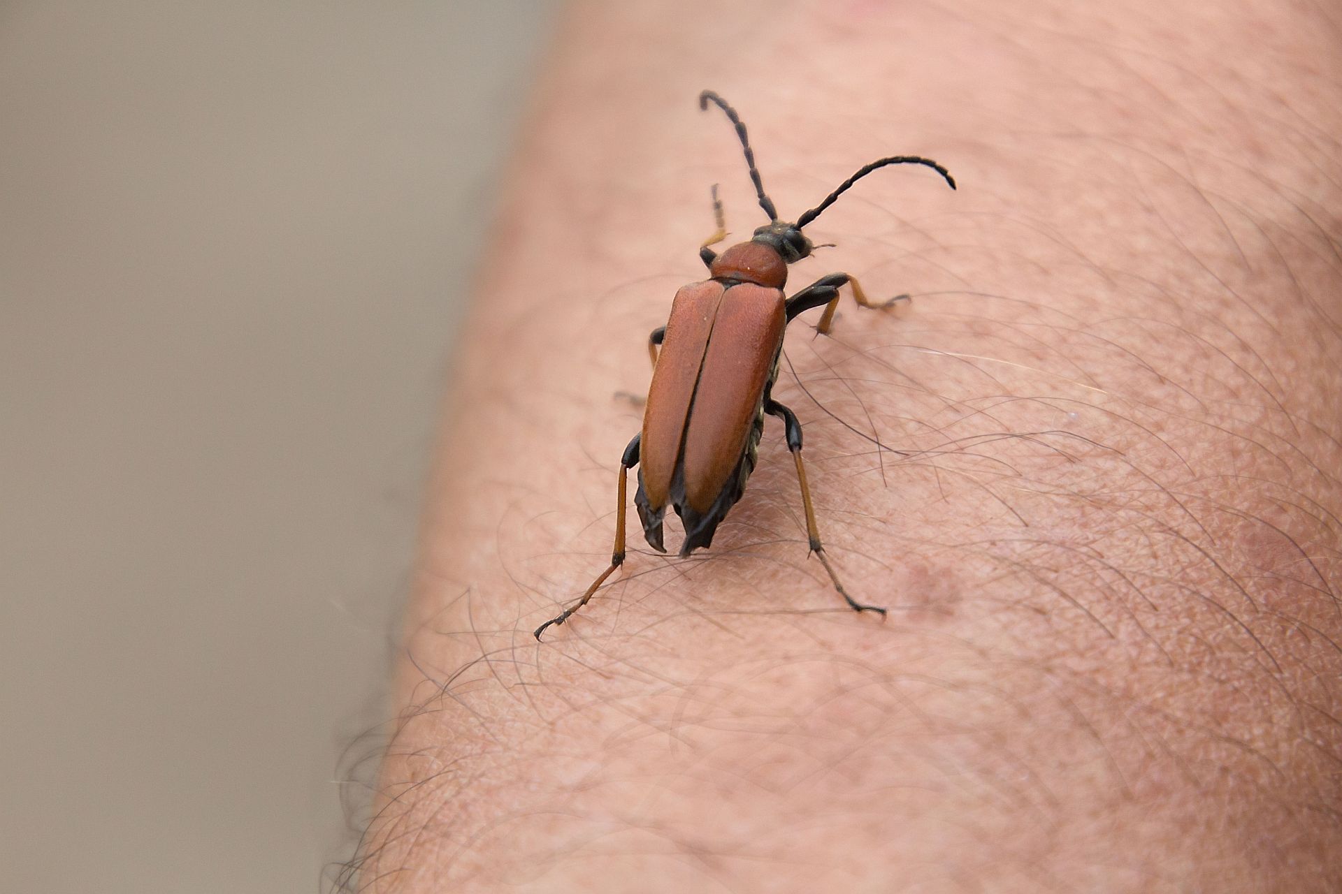 Gdy owad jest na skórze to można się masturbować 