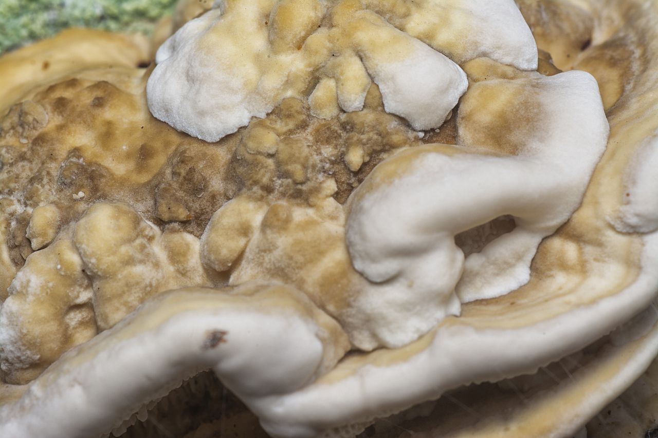 Grzybica penisa - jak ją rozpoznać?