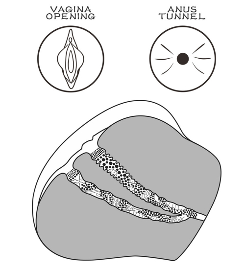 Maga realistyczna pochwa i anus kobiety