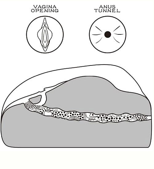 Brązowa sztuczna pochwa z anusem