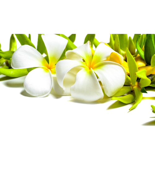 Shiatsu Olejek do masażu Ylang-Ylang